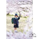入学，桜，ロケフォト，小学生