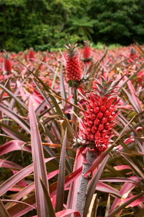 パイナップル畑 パイナップル畑