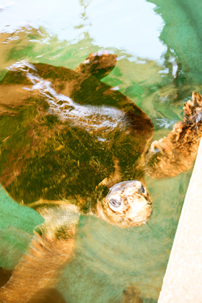 第四福田小学校海の学習