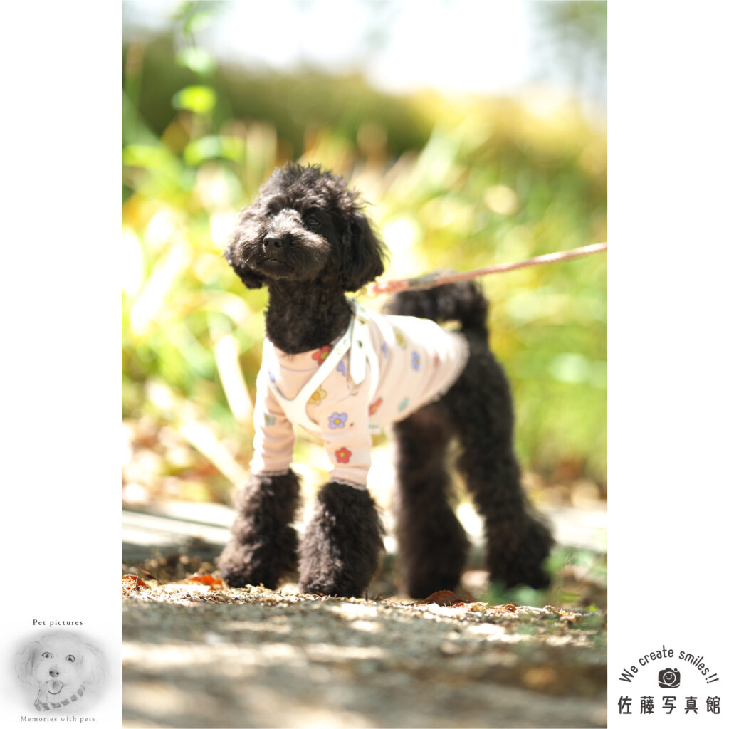 ペット　わんこ　犬　撮影会　ロケーション　倉敷　岡山