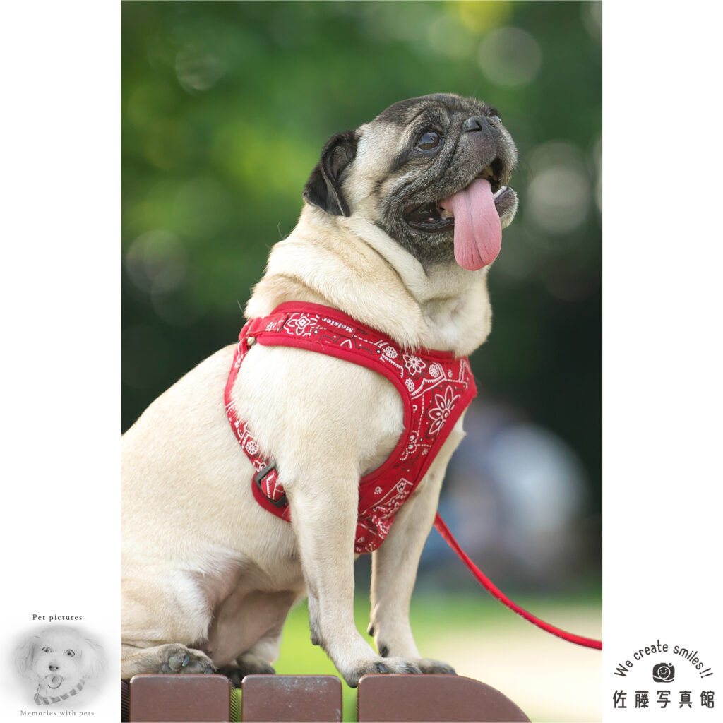 犬　わんこ　ペット　ロケ撮影　公園　パグ