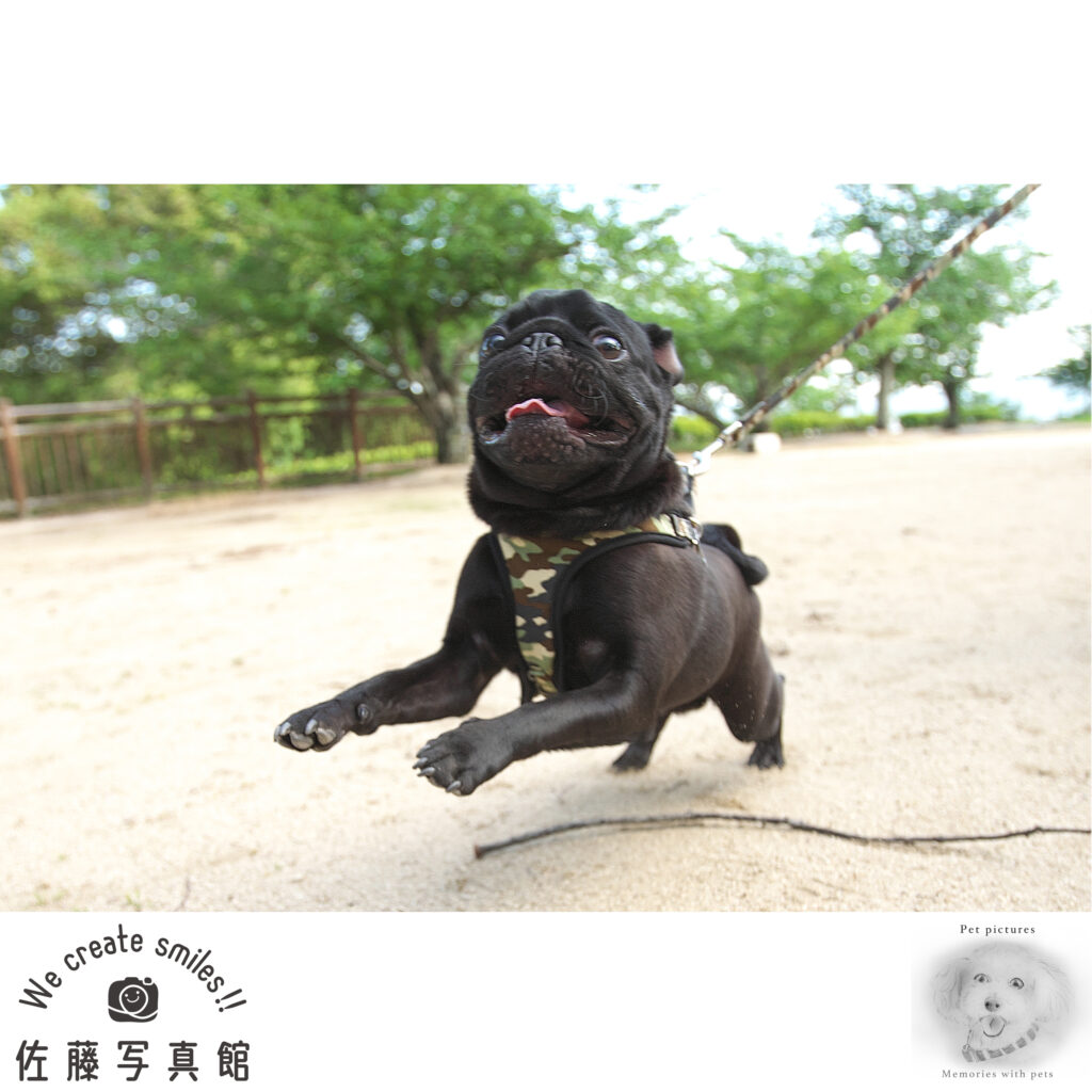 犬　わんこ　ペット　ロケ撮影　公園　パグ