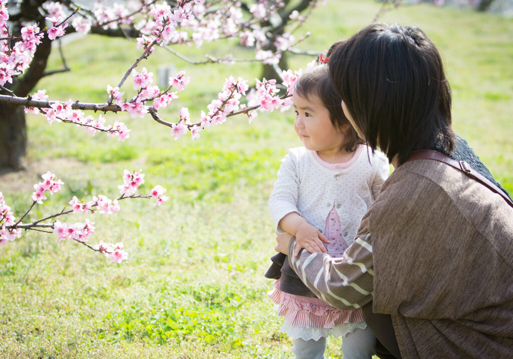 桃の花がきれいです