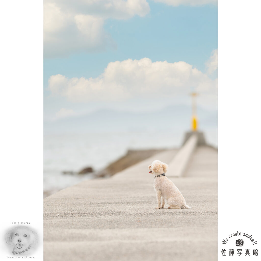 ペット　わんこ　犬　ロケ撮影　早島　佐藤写真館