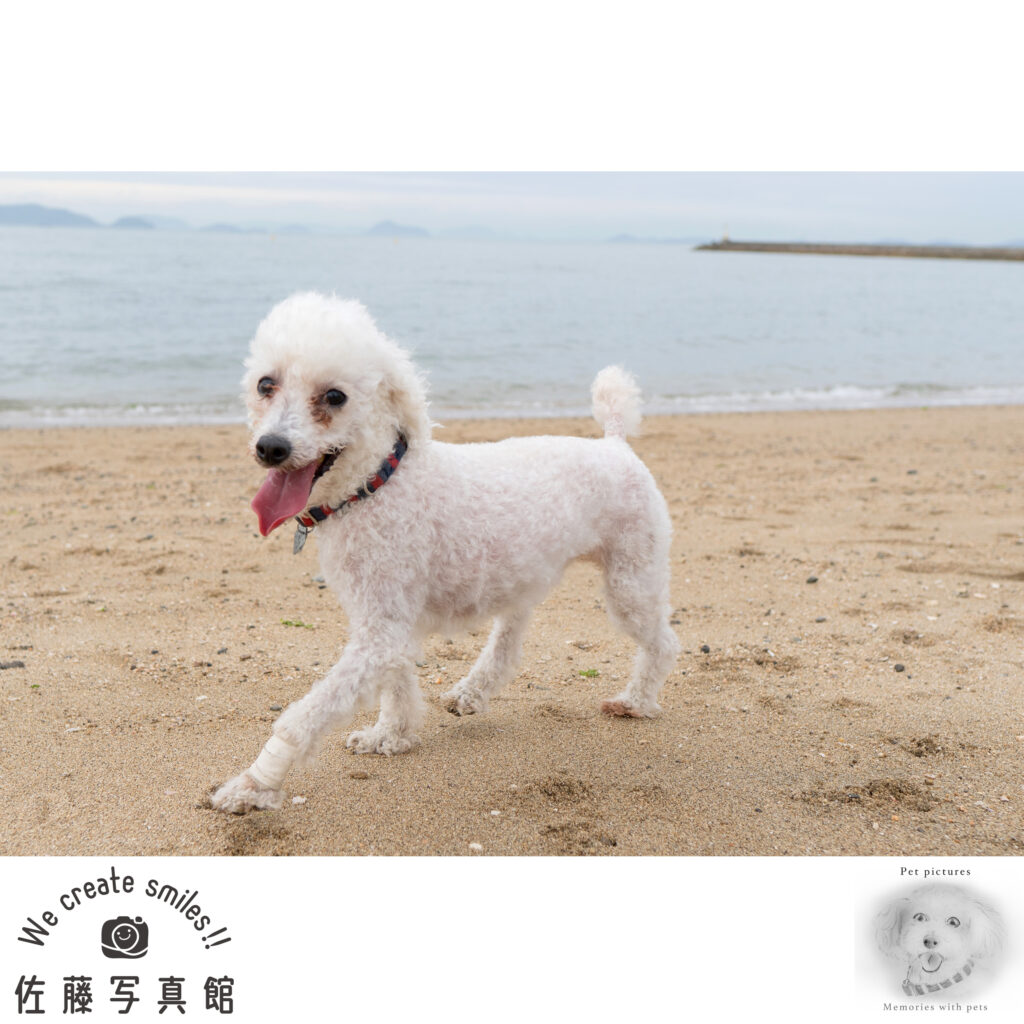 ペット　わんこ　犬　ロケ撮影　早島　佐藤写真館