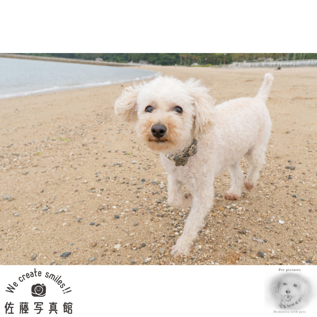 ペット　わんこ　犬　ロケ撮影　早島　佐藤写真館