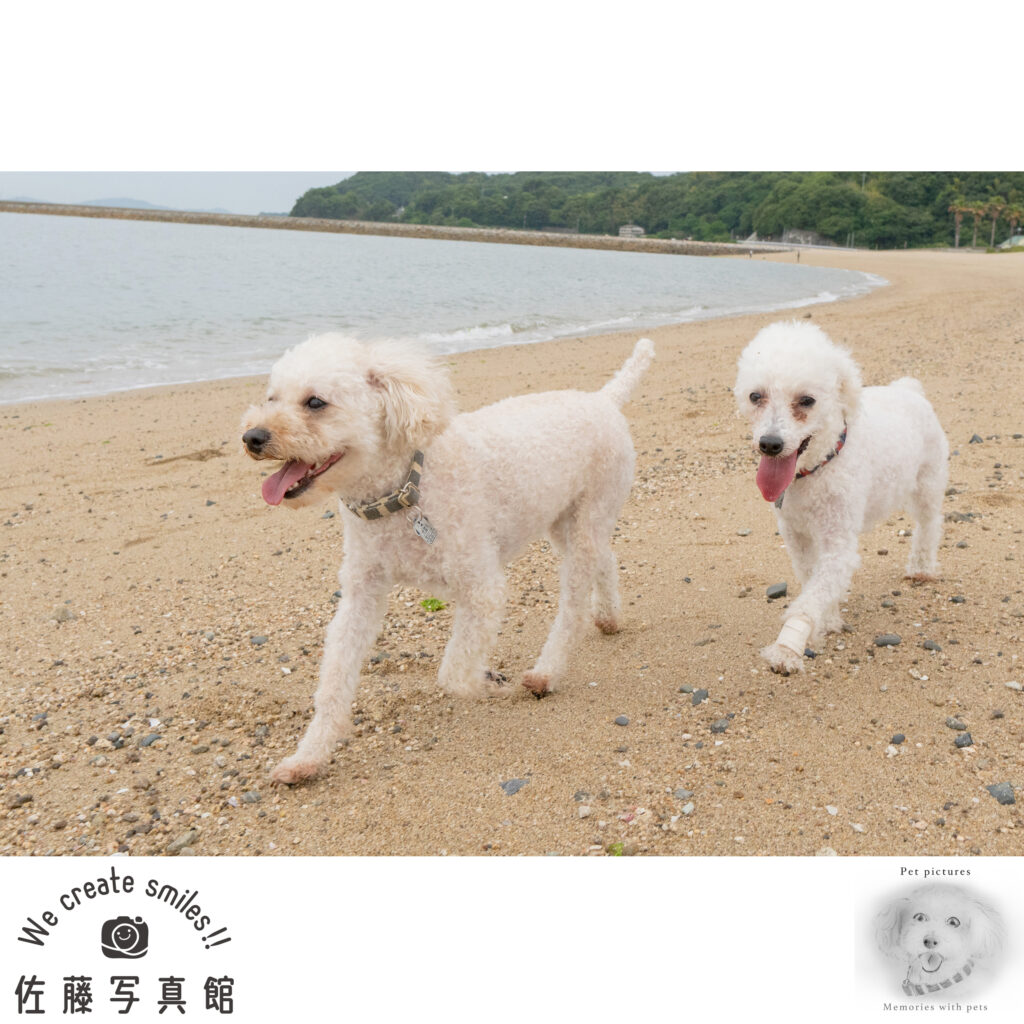 ペット　わんこ　犬　ロケ撮影　早島　佐藤写真館