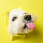 ペット写真,ペットイベント