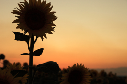 笠岡ﾋﾏﾜﾘ畑