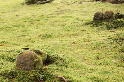 京都,旅行,写真