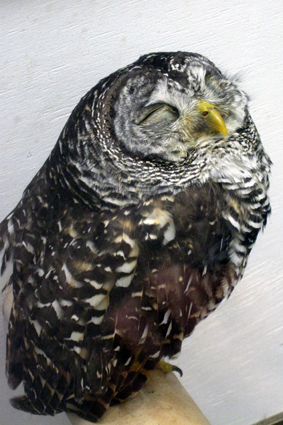 松江フォーゲルパーク