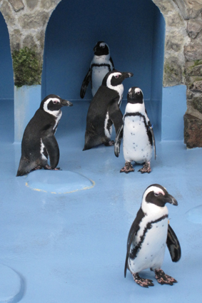 松江フォーゲルパーク