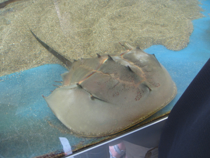 カブトガニ博物館