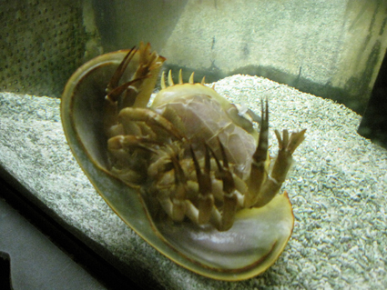 カブトガニ博物館