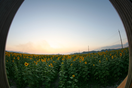 笠岡ﾋﾏﾜﾘ畑