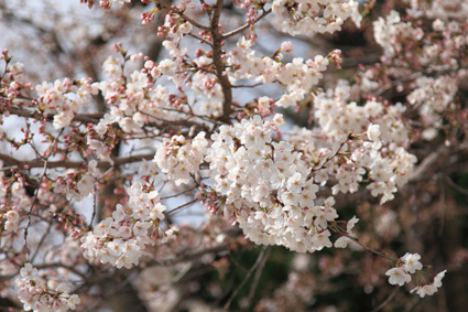 桜 桜
