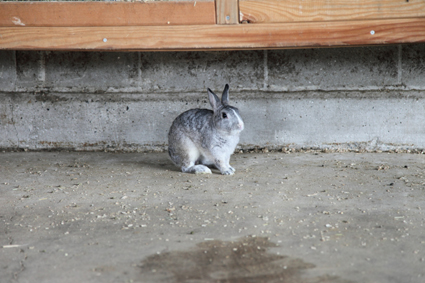 ルーレルカプリ　うさぎ